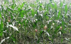 FB_IMG_1525454682739